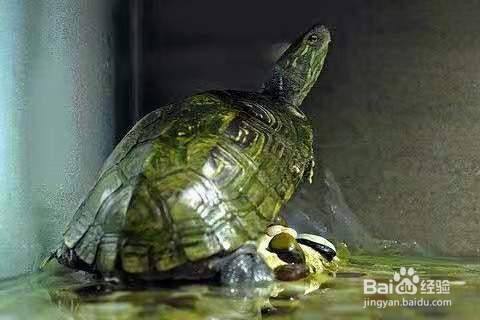 如何养一只小乌龟