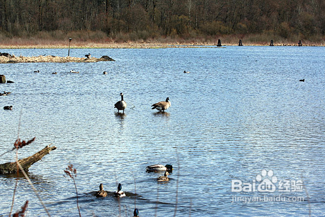 温哥华的如画春天(组图)