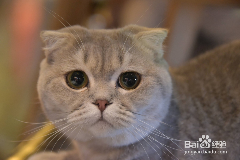 怎样能令猫咪爱上喝水？