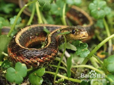 蛇冬天怎么休眠