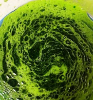 六寸菠菜汁戚风蛋糕的做法