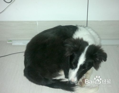 给狗狗喂蛋糕的注意事项