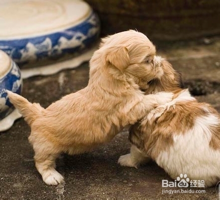 怎么照顾新来的狗狗