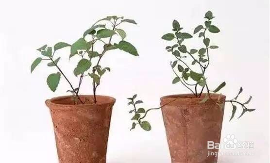 如何去除家里盆栽小飞虫?