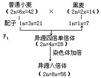 高三如何复习生物育种问题