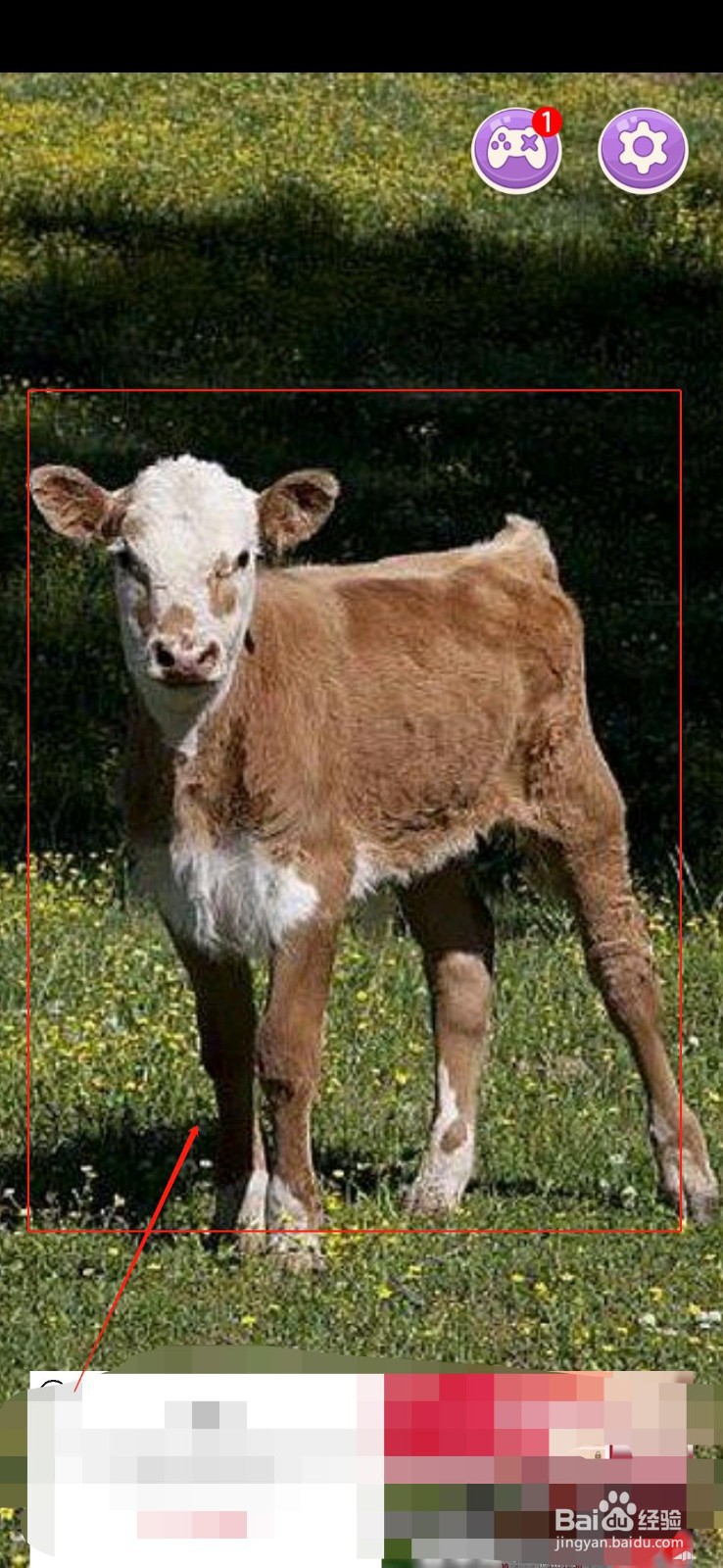 如何观察小动物？