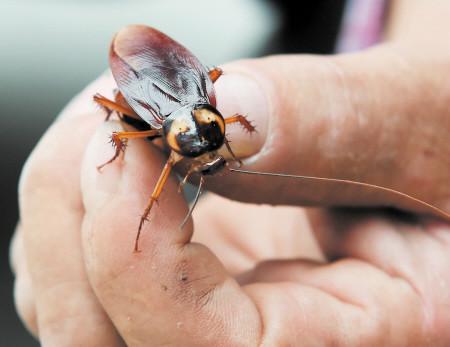 蟑螂屎会吸引别的蟑螂吗