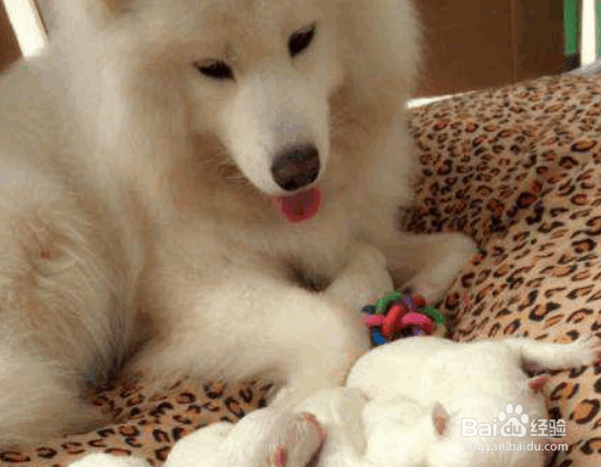 萨摩耶怀孕分娩时主人应该做什么