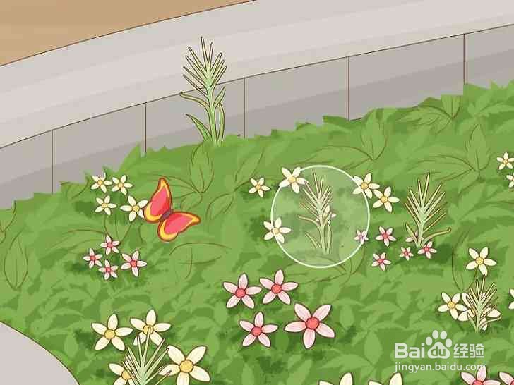 怎么喂蜜蜂吃糖水