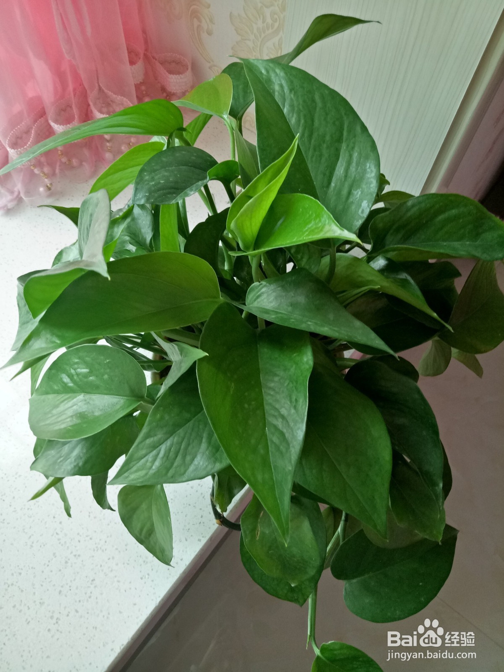 绿萝怎么养才不黄叶