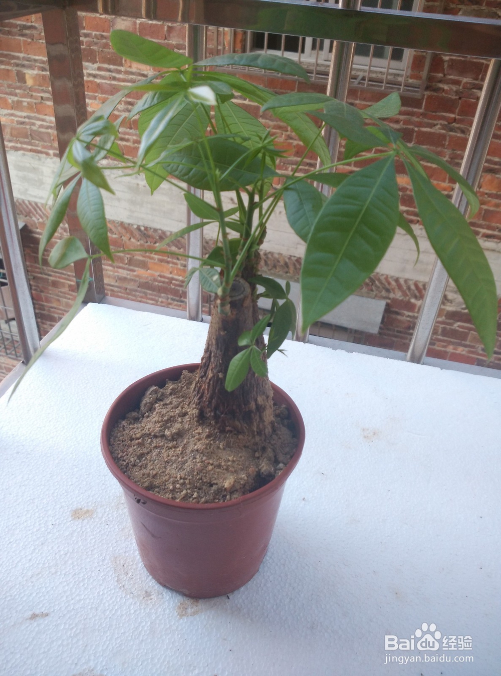 发财树养殖护理方法