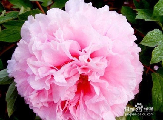 室内的花怎么养