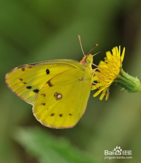 在我们身边,都有哪些常见的蝴蝶?