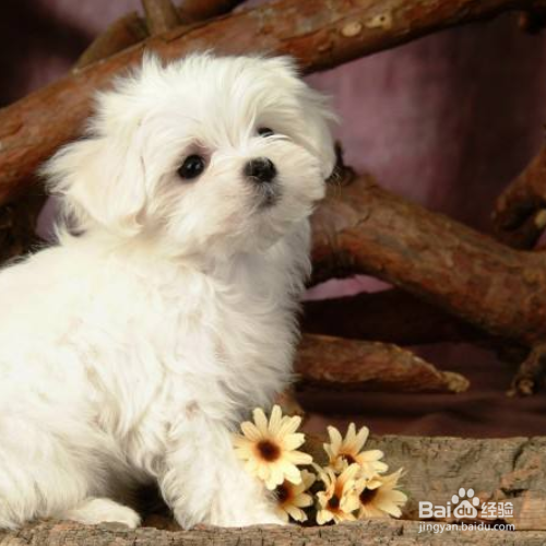卷毛比熊犬性格特征有哪些