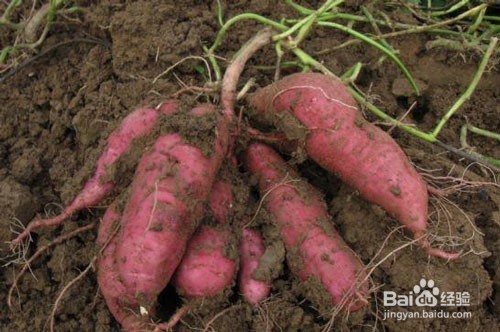 高效应对红薯重茬问题