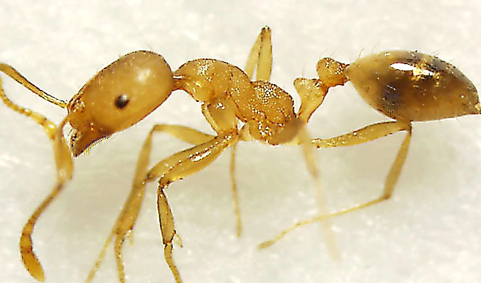 请问这是什么虫,比蚂蚁还小。家里老是看到