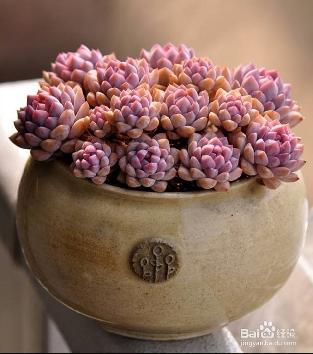 多肉植物怎么养