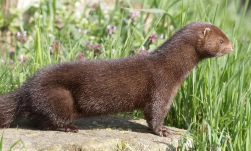 水貂是什么动物呀