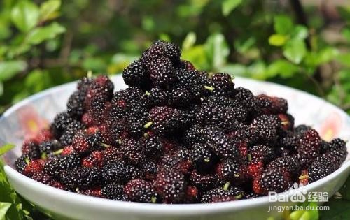 桑葚有哪些功效?
