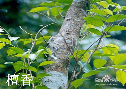 现在起,改善失眠用精油