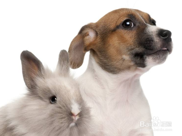 怎样根据狗狗的天性进行训练？