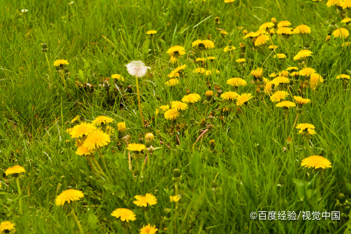 蒲公英的作用和功效