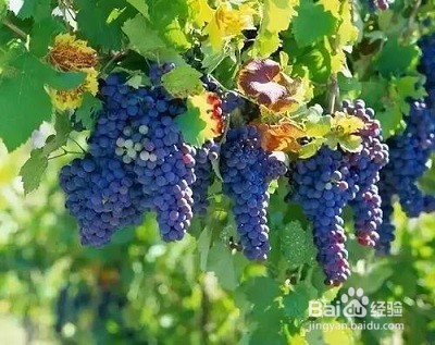 女性补血吃什么好？