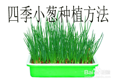 四季小蔥種植方法