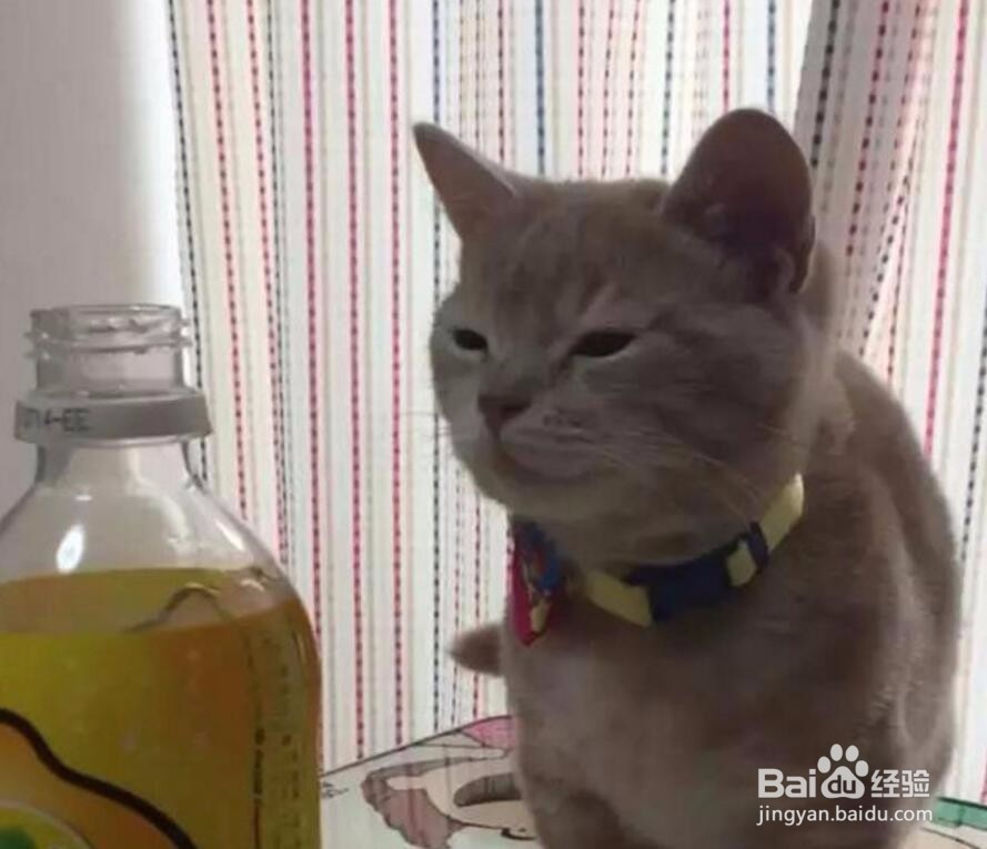 小奶猫闻了闻柠檬味的芬达后的表情亮了
