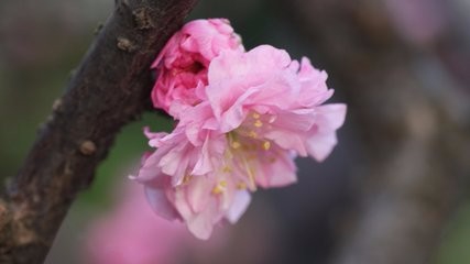 怎样使郁李多开花?