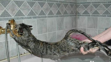 给猫咪洗澡的注意事项