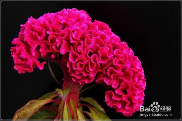 鸡冠花的养殖方法