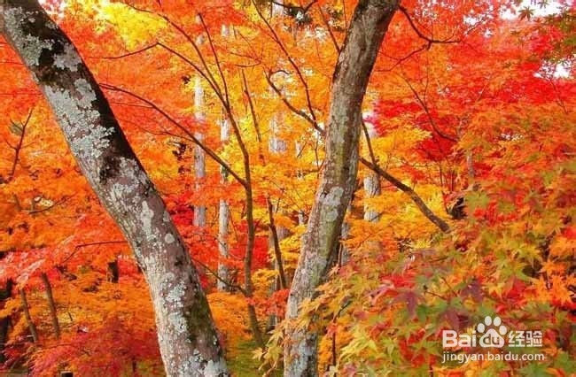 暑假旅游需要警惕哪些消费陷阱