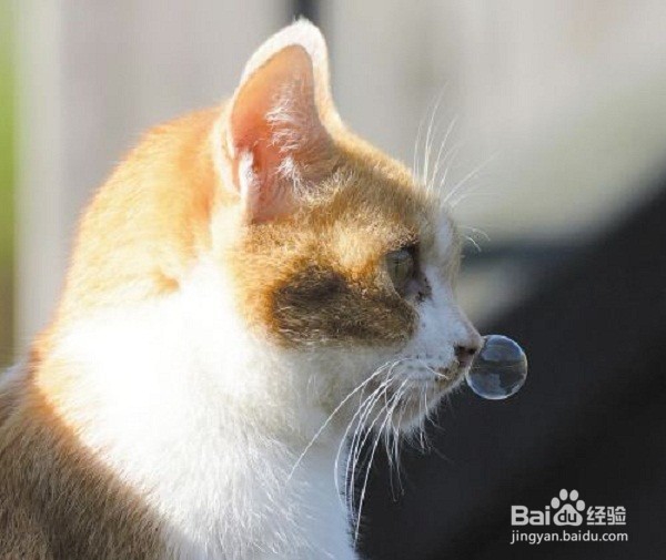 养猫会有哪些方面的花费?