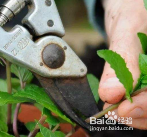 不会养花的人如何让家里绿意盎然
