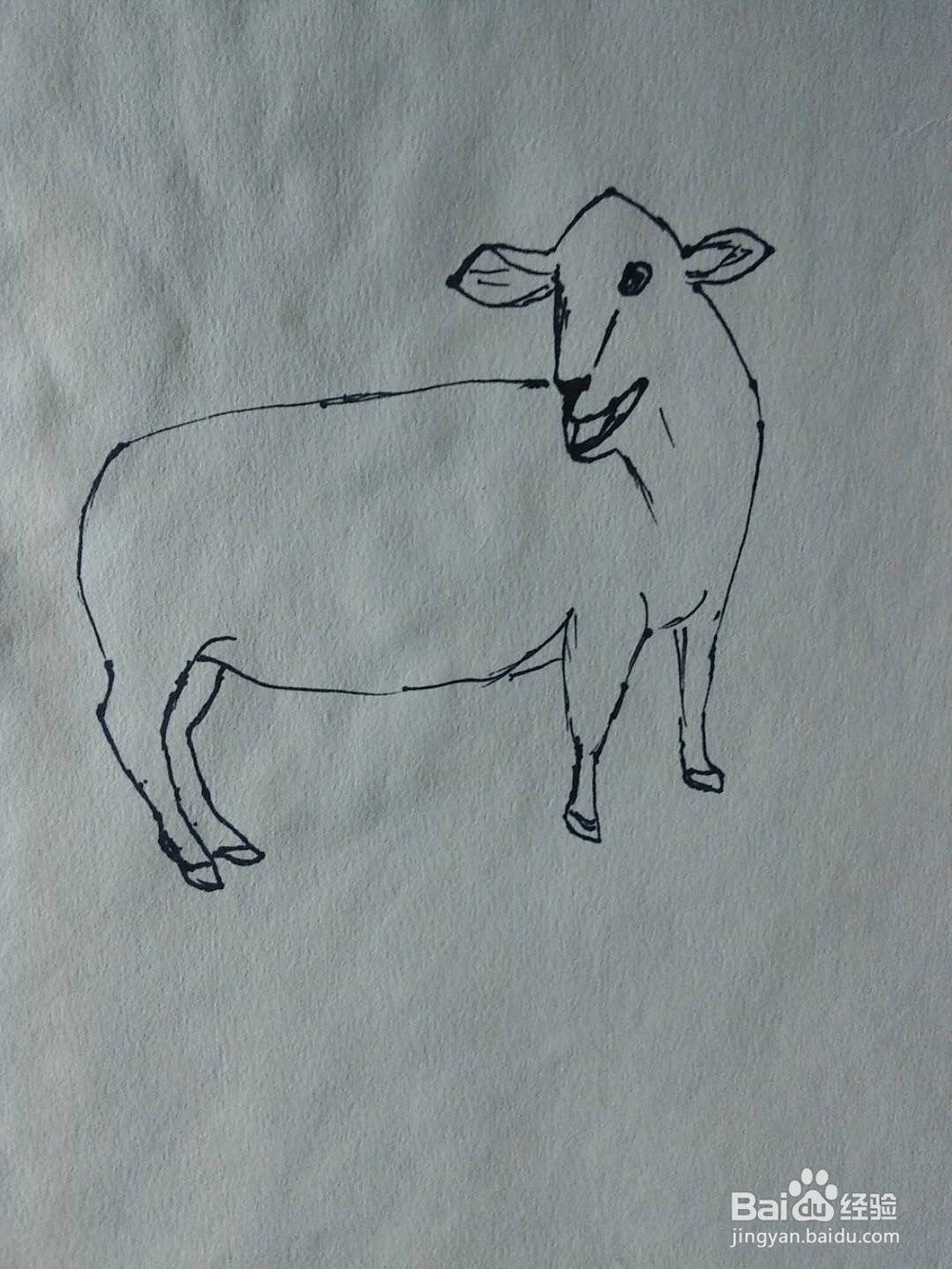 简笔画绵羊的画法