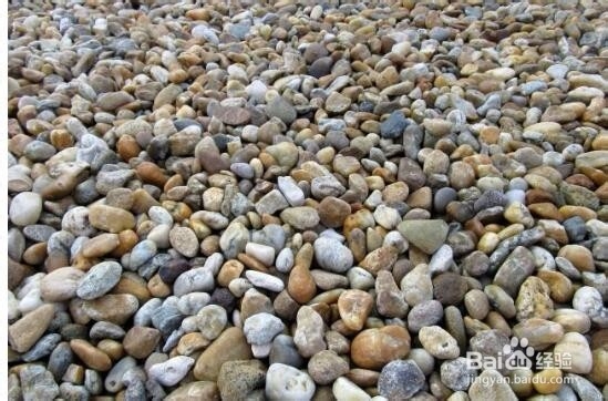 养的多肉老是死怎么办