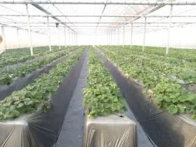 怎样铺设地膜栽秧苗