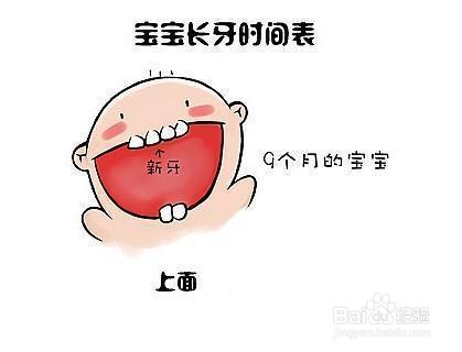 新手父母必看：宝宝长牙的时间及顺序