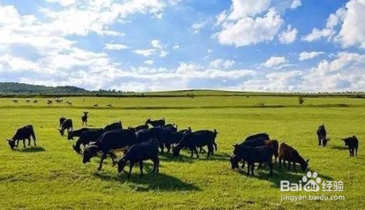 北大营草场攻略