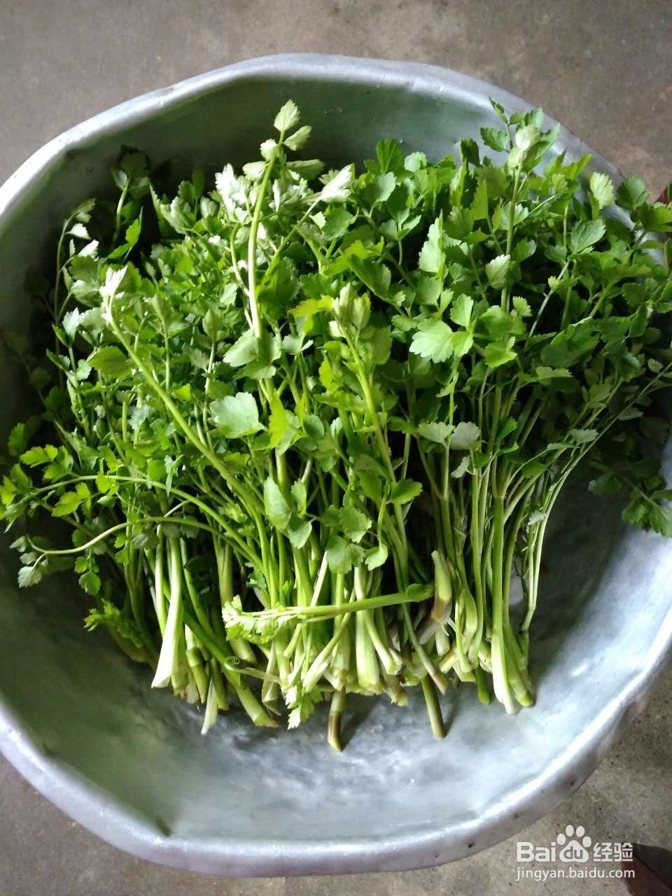 猪肥肉炒水芹菜的做法