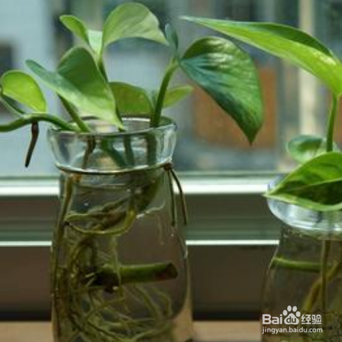 水培绿萝叶子发黄怎么补救
