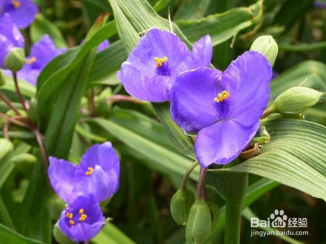 怎么是紫露草花繁叶茂？