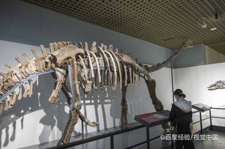 化石是如何形成的