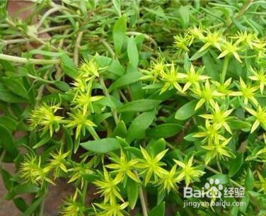 垂盆草的养殖方法和注意事项