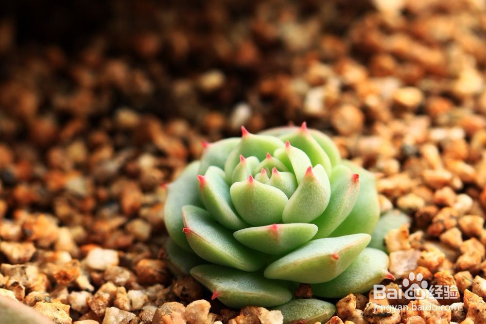 新手怎么挑选多肉 买多肉植物要注意什么