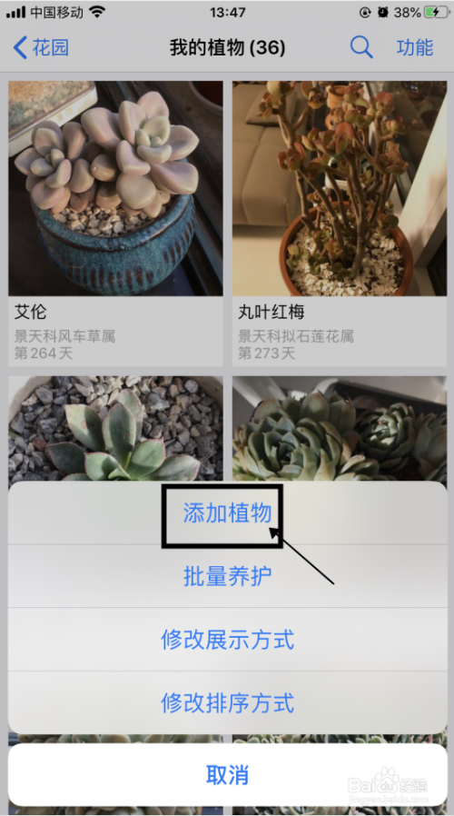 批发花卉的app(想做花卉生意从哪进货)