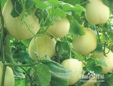 夏天吃什么东西好呢