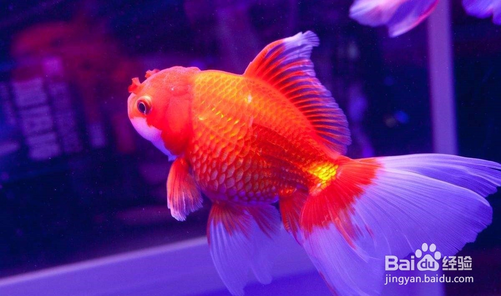 如何防止冬季缺氧死鱼