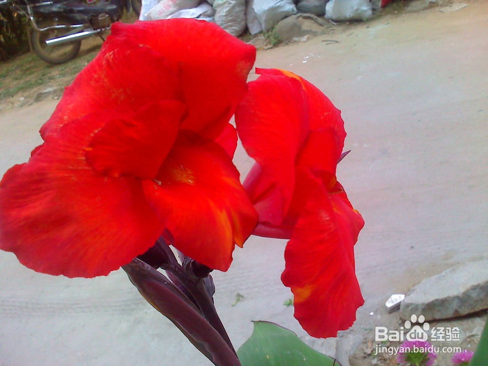 怎样通过学习使学生更加热爱自己的祖国